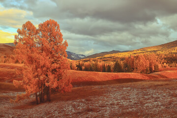 冲兔是什么意思-