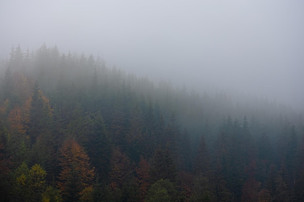 -怎么训练边牧定点大小便