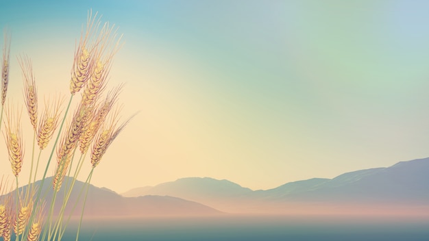 -怎么训练边牧定点大小便